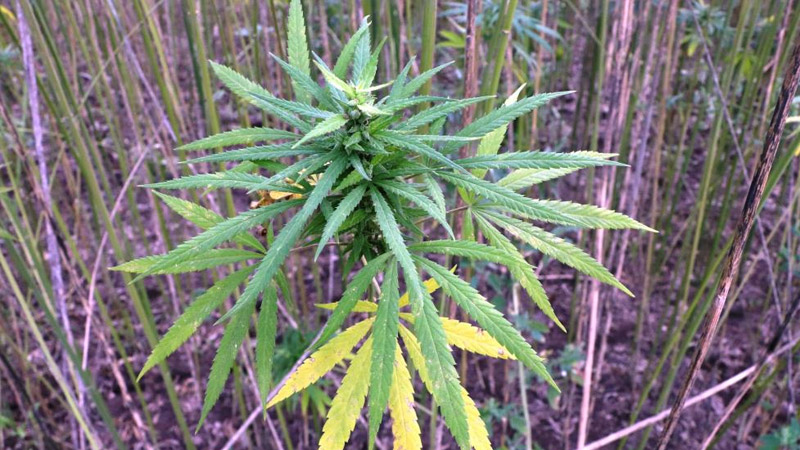 “Yerli ve milli kenevir” hasat için gün sayıyor: Poğaça gibi değişik tatlı ürünlerinde çalışmalarımız başladı