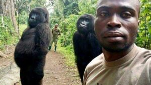 Bakıcısıyla çektirdiği selfie’yle tanınmıştı; 14 yaşındaki goril Ndakasi hayatını kaybetti