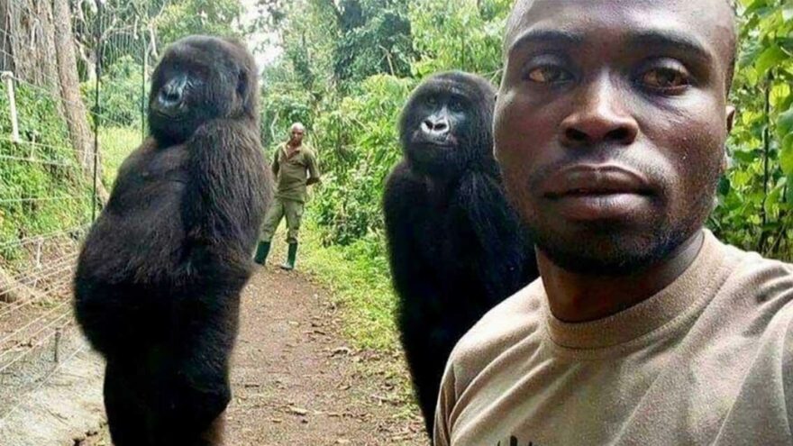 Bakıcısıyla çektirdiği selfie’yle tanınmıştı; 14 yaşındaki goril Ndakasi hayatını kaybetti