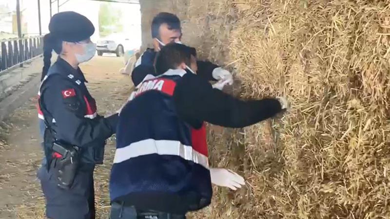 Çaldıkları para ve çekleri samanların içine saklayan 2 şüpheli yakalandı