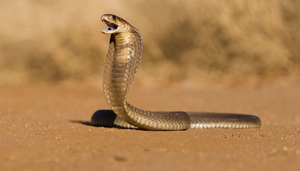 Hindistan’da eşini piton kiralayıp öldüren adama iki kez müebbet