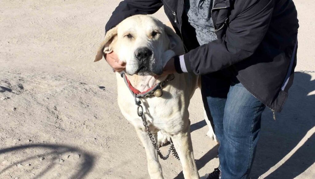 Hırsızların yeni hedefi: Aksaray Malaklısı