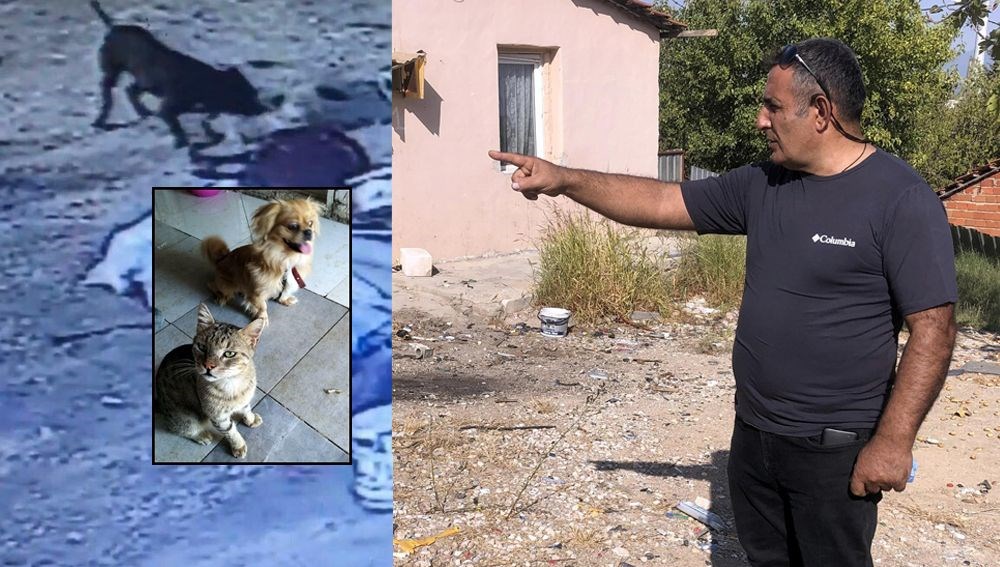 İzmir’de pitbull dehşeti: Bir köpeği öldürdü, sahibi ve kedisini yaraladı