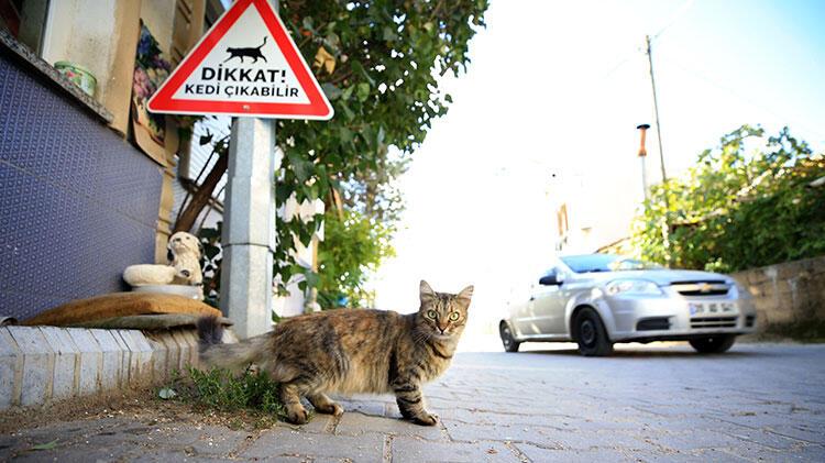 Kırklareli’nde sürücüler ‘kedi-köpek çıkabilir’ tabelalarıyla uyarılıyor