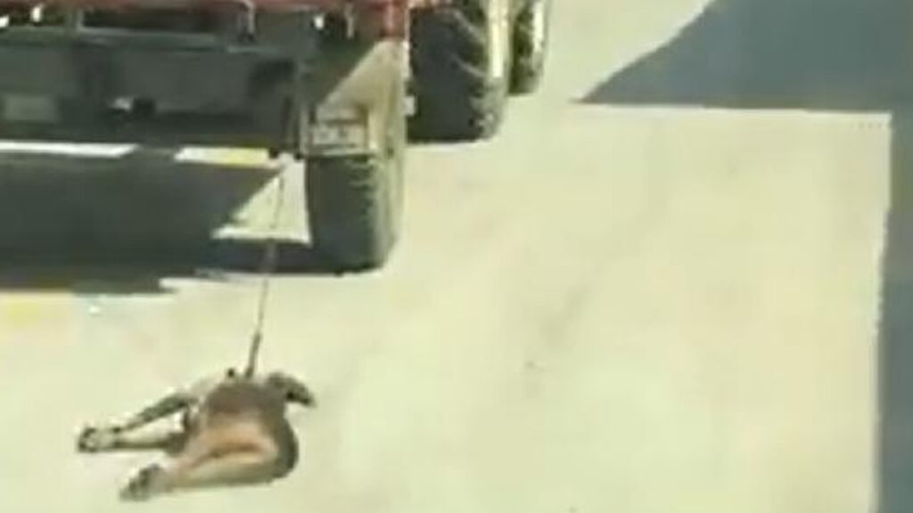 Köpeği traktöre bağlayarak sürükleyen şoför serbest bırakıldı