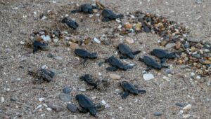 Muğla’da denizle buluşan caretta caretta sayısında rekor artış