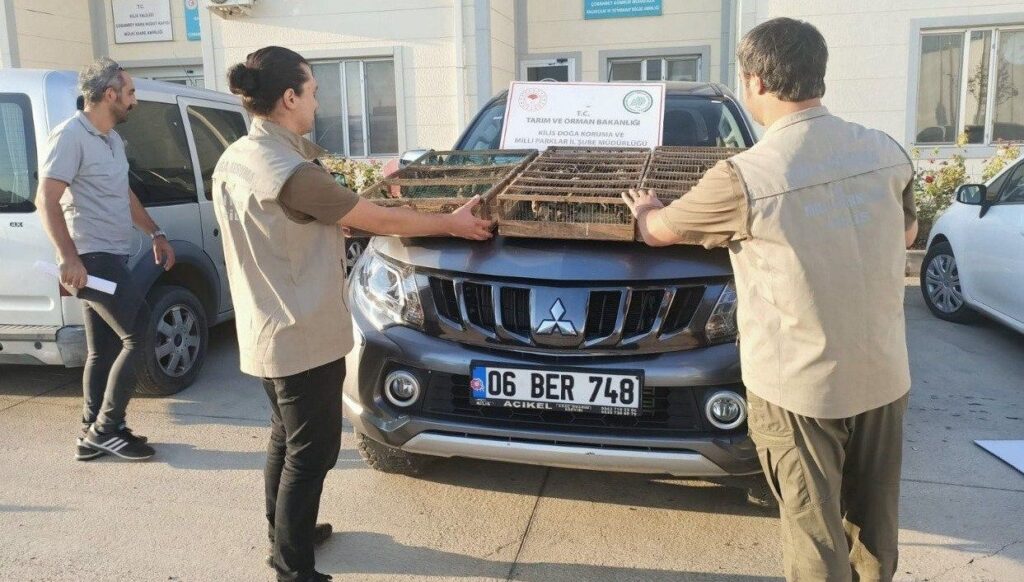 Sınır kapısında Suriye’ye götürülmek istenen 222 saka kuşu ele geçirildi