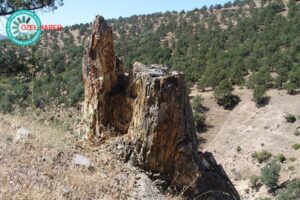 Türkiye’nin 160 milyon yıllık orman tarihi