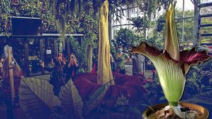 Ceset gibi kokuyor… Sadece 48 saat sürecek: Koklamak için sıraya girdiler!