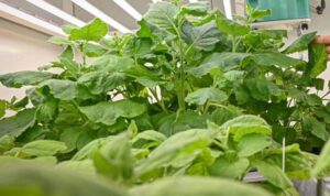 Çiftleşme dönemindeki zararlı böcekleri baştan çıkaran ‘seksi bitki’ üretildi