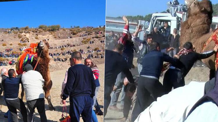 Develerin altında ezilmekten son anda kurtuldular