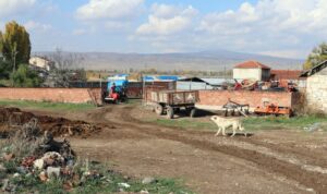 Eskişehir’de kuduz karantinası;  17 köpek öldürüldü