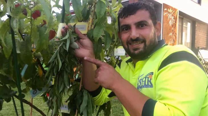 Görenler şaşıp kalıyor! Hepsini bir ağaçta yetiştirdi