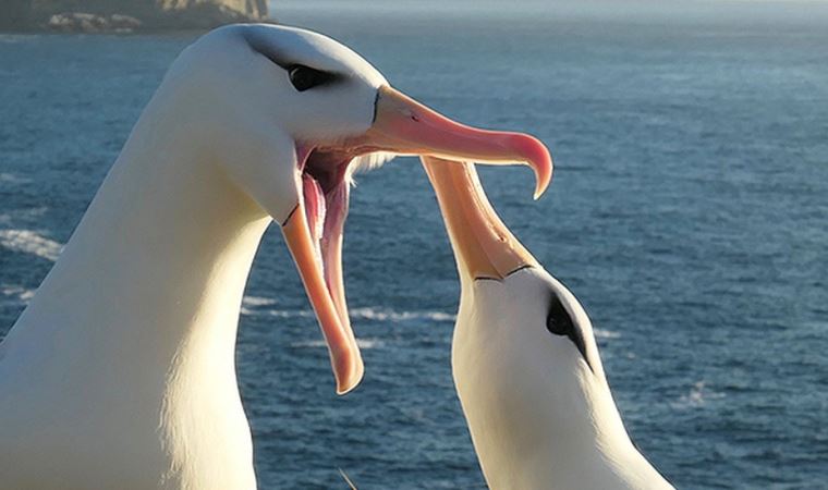 İklim değişikliği eşine en sadık türlerden ‘albatroslarda boşanmaları artırdı’