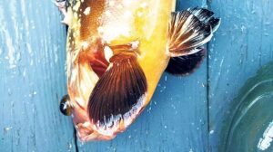 Karadeniz gitgide Akdenizleşiyor mu?