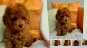 Köpek dolandırıcılığına 10 yıl hapis istemi! ‘Hesap benim ama haberim yok’