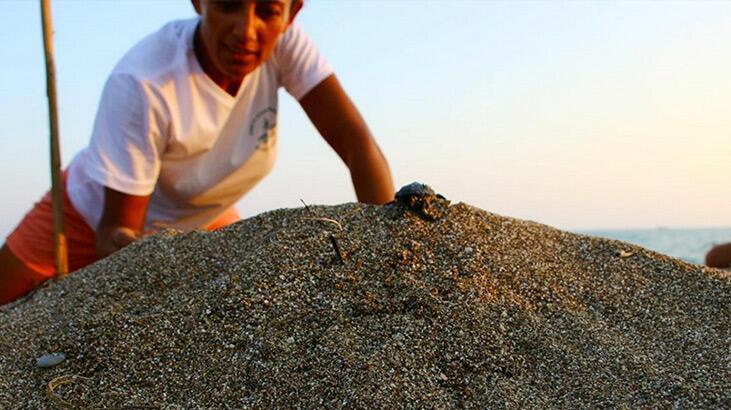 Manavgat’ta denize ulaşan yavru caretta caretta sayısı 2 kat arttı