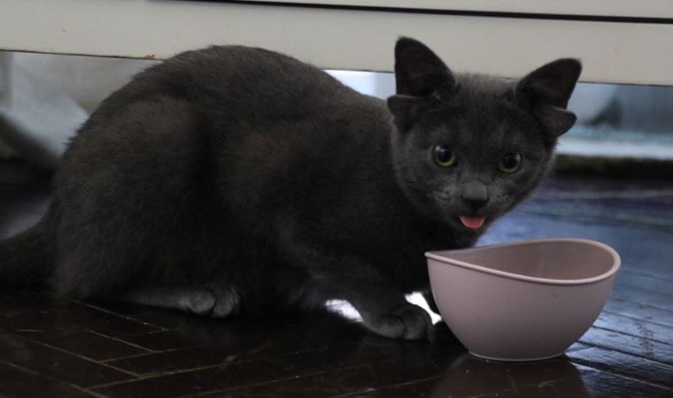 Sosyal medya fenomeni dört kulaklı kedi ‘Midas’ın başı sahte hesaplarla dertte