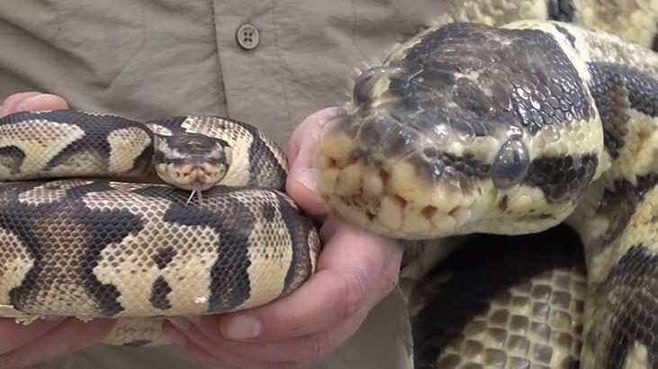 TikTok’tan paylaştığı piton yılanı başına dert oldu!