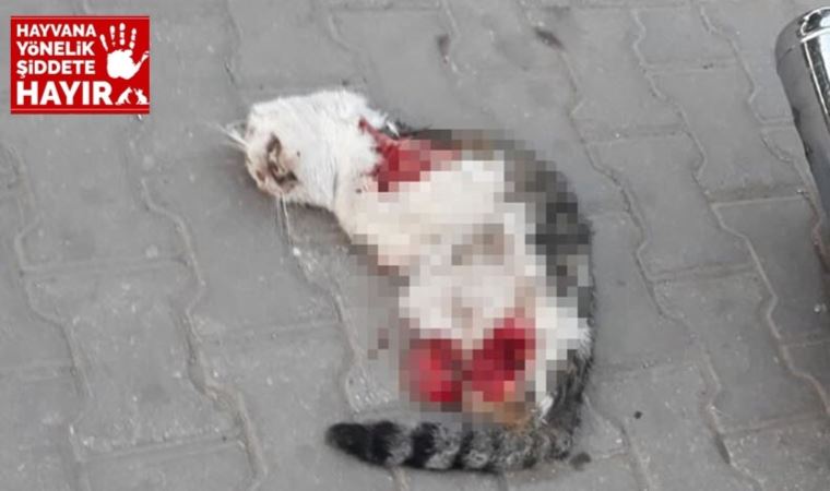 Turgutlu’da yine 4 bacağı da kesik kedi ölüsü bulundu