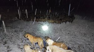 Zamanla yarış! Dağda mahsur kalan çoban ve sürü böyle kurtarıldı