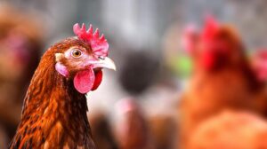 3 bin yıllık şaşırtan gerçek! Türkler tavuk yemedi, kebabı ise…