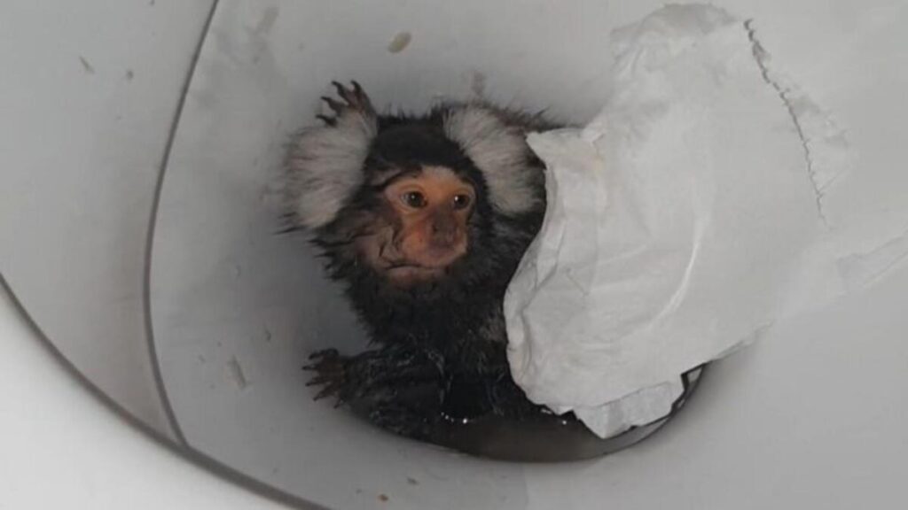 Akılalmaz görüntü: Maymununa kokain içirip üstüne sifonu çekti!