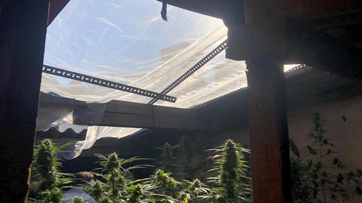 Alt kat mandıracı, üst kat uyuşturucu serası
