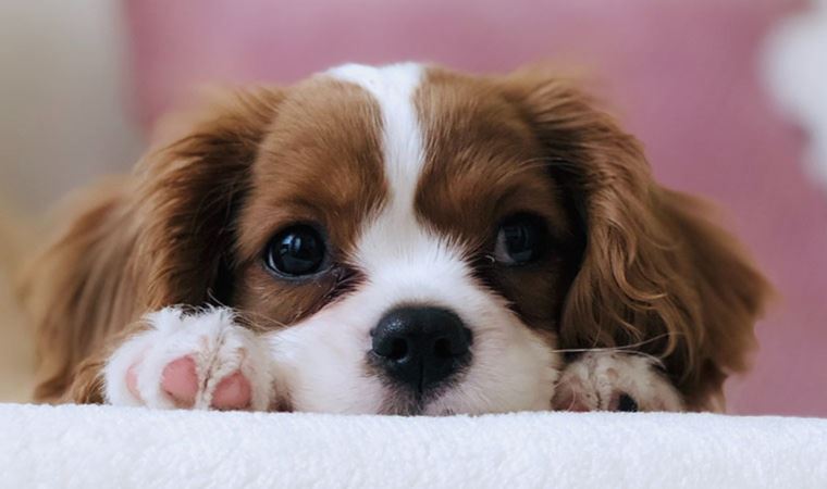 Araştırma ortaya koydu: Köpekler yaklaşık 215 kelimeyi anlıyor