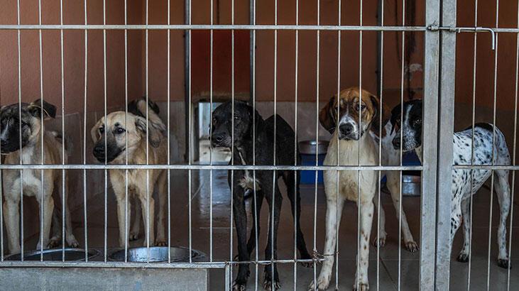Bakanlıktan, ‘tehlike arz eden köpek ırkları’ genelgesi yayımlandı