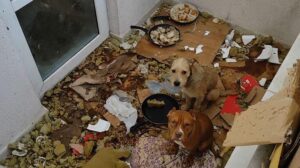 Balkonda kötü koşullarda tutulan 2 köpeğe el konuldu