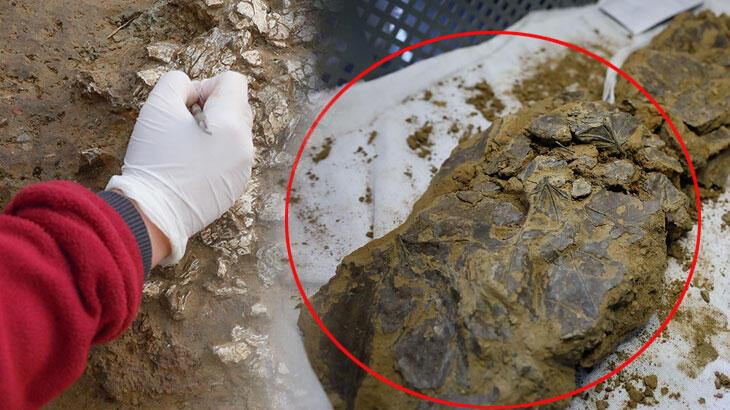 Beşiktaş kazılarında yeni keşif: 5 bin 500 yıllık yaprak bulundu