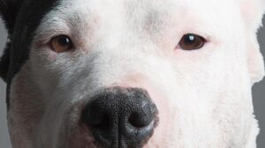 ‘Bir tıkla pitbull kapında’