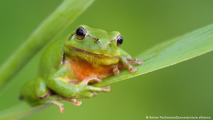 Canlı türleri yok oluyor: Dinozorlar sonrası en yüksek rakam