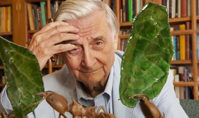 Darwin’in mirasçısı olarak anılan ünlü Amerikalı doğa bilimci Wilson öldü