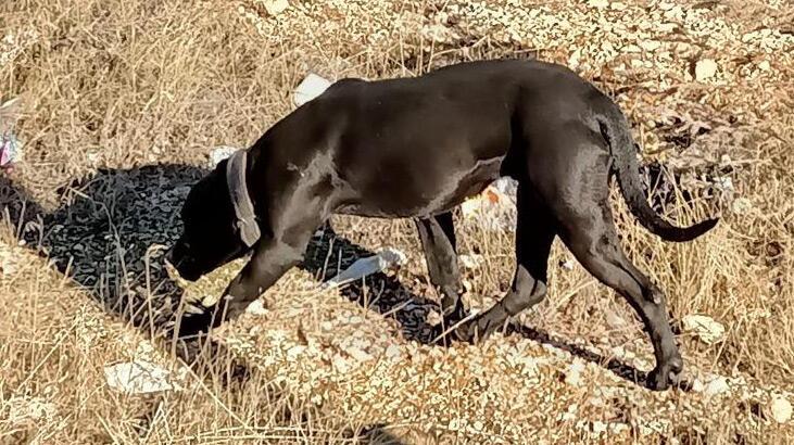 Gaziantep’te sahipsiz pitbull paniği