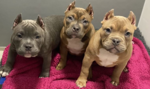 İngiltere’de sosyal medya trendi yüzünden köpeklerin kulakları kesiliyor