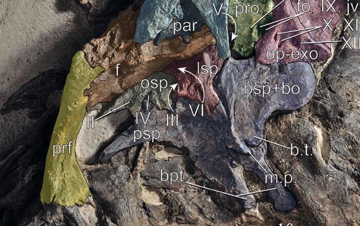 İtalya’da keşfedildi: En büyük ve en eksiksiz dinozor sürüsü kalıntıları