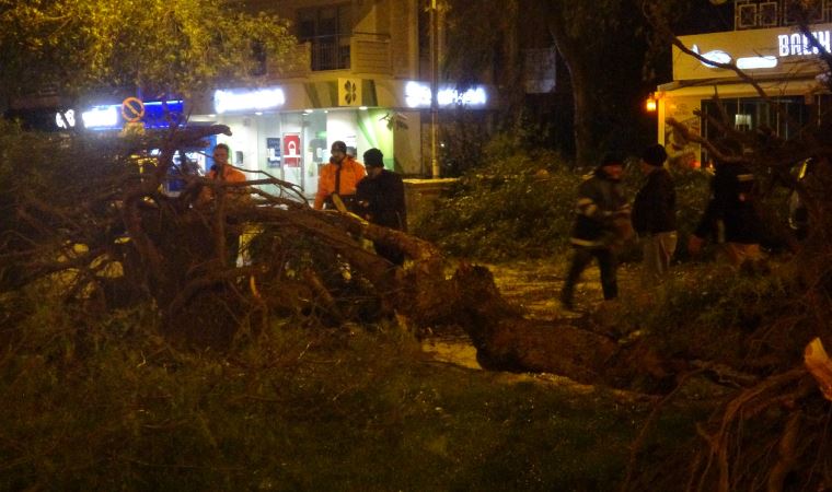 İzmir’de şiddetli rüzgar etkili oldu, ağaçları kökünden söktü