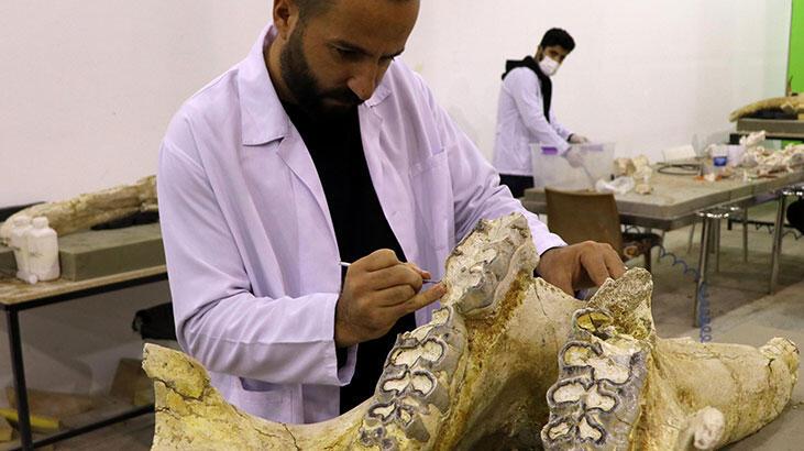 Kayseri’de 3 yıllık kazılarda 7,5 milyon yıllık bine yakın fosil bulundu