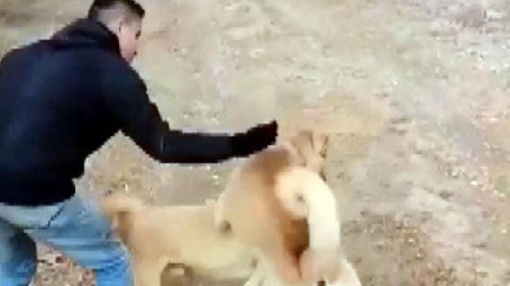 Köpek dövüşüne 2 bin 400 lira ceza
