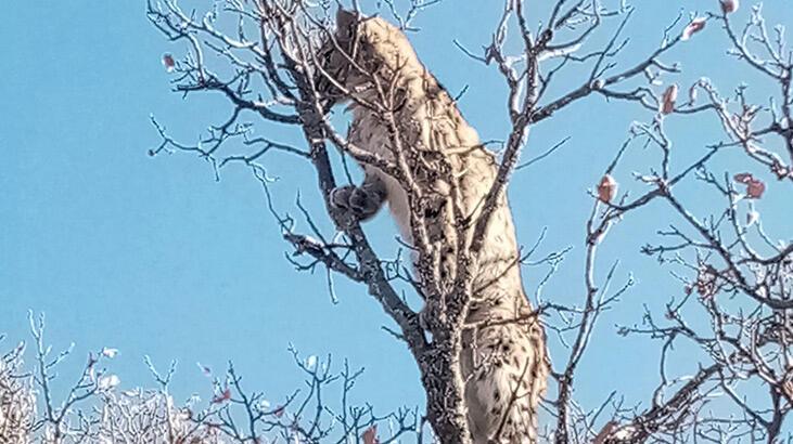 Köpeklerden kaçan vaşak, ağacın tepesine tırmandı