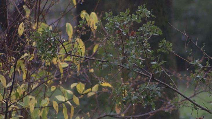 Korkutan açıklama geldi! Ağaçların kışın çiçek açması bir çevre felaketi