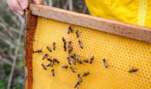 Kuraklık balı vurdu; arılar ölüyor, üretim düşüyor