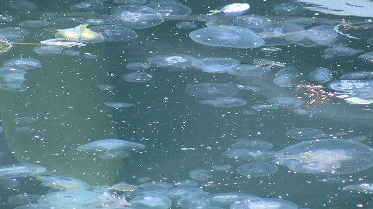 Marmara’da balıkçılığa müsilajın ardından denizanası tehdidi