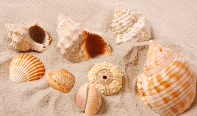 Mauritius neden deniz kabuklarını kaybediyor?