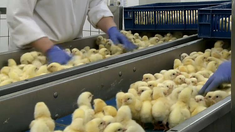 Milyarlarca hayvanı kurtaracak gelişme!