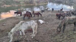 ‘Nehir kenarında at kesiliyor’ ihbarı harekete geçirdi! 43 ata el konuldu