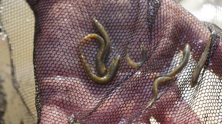 Nesli tükendi dendi, Batman’da ortaya çıktı