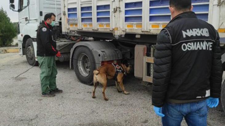 Osmaniye’de TIR’da 31 kilo skunk ele geçirildi